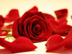 Red Rose Petals